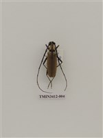 藏品(單條深山天牛)的圖片